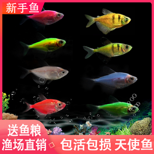 天使鱼七彩鱼柠檬青苹果柠檬绿老虎灯科鱼孔雀斑马小型热带观赏鱼