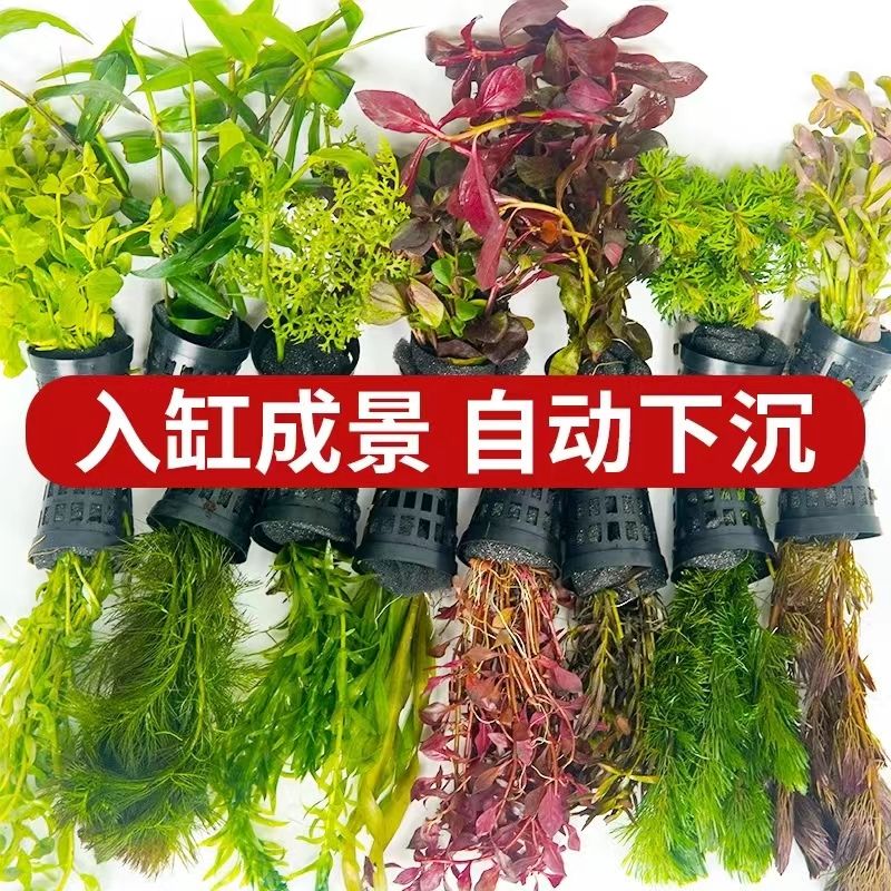 植物鱼缸造景水草优惠促销