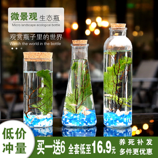 广东科学生态瓶微景观斗鱼活体斑马鱼免换水免打理斗鱼缸桌面迷你