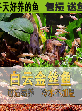 白云金丝鱼冷水活体小型原生鱼唐鱼不加温观赏耐活淡红尾灯科包活