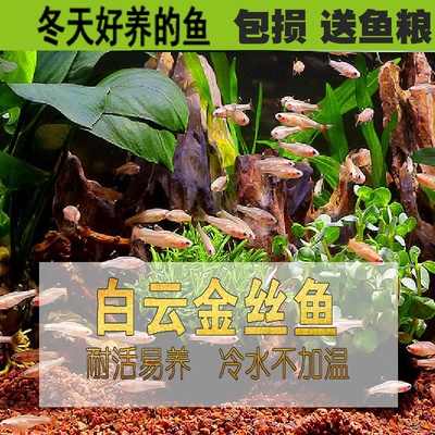 白云金丝鱼冷水鱼不加温