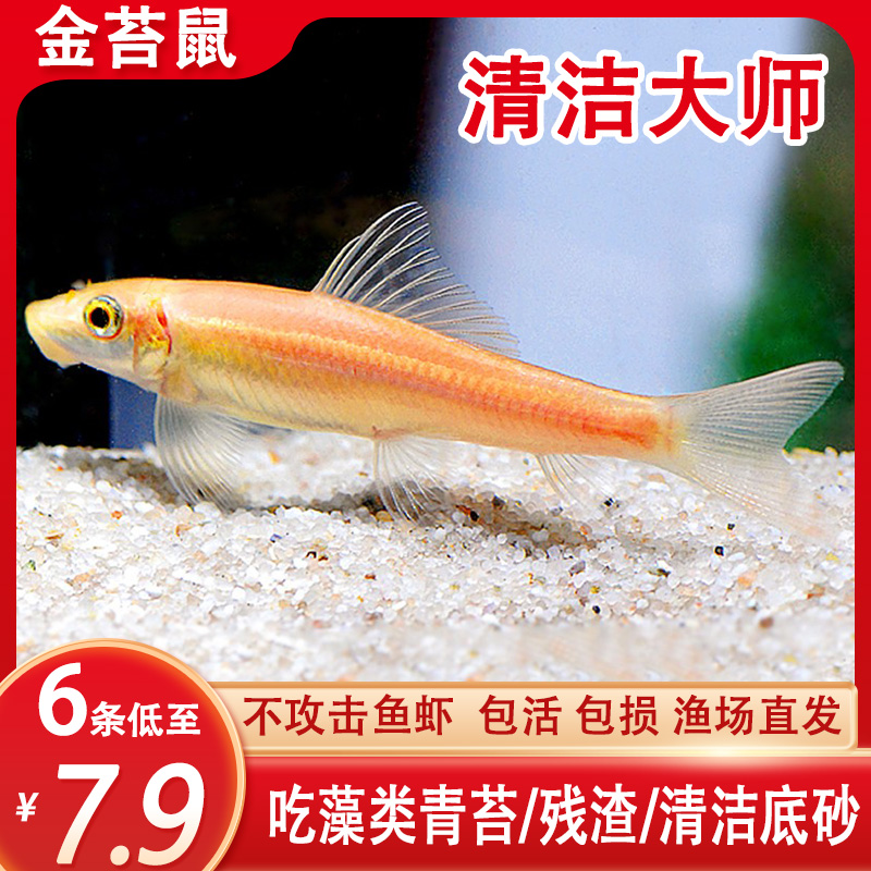 金苔鼠清道夫吃鱼屎垃圾除藻