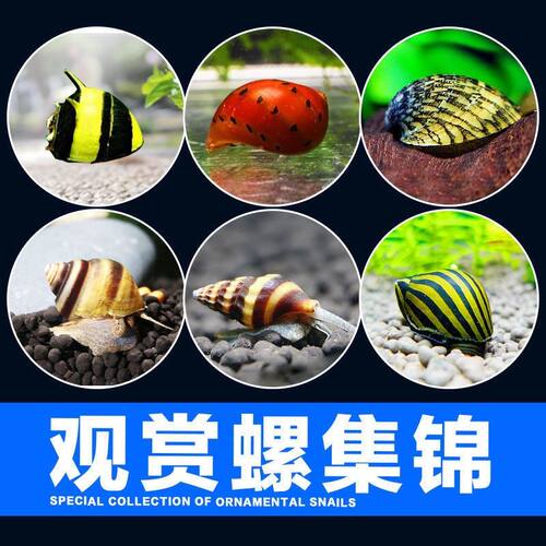 观赏螺除藻淡水黄金黑金刚清洁