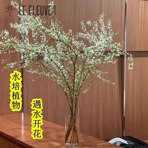 枯木逢春价格 枯木逢春图片 星期三