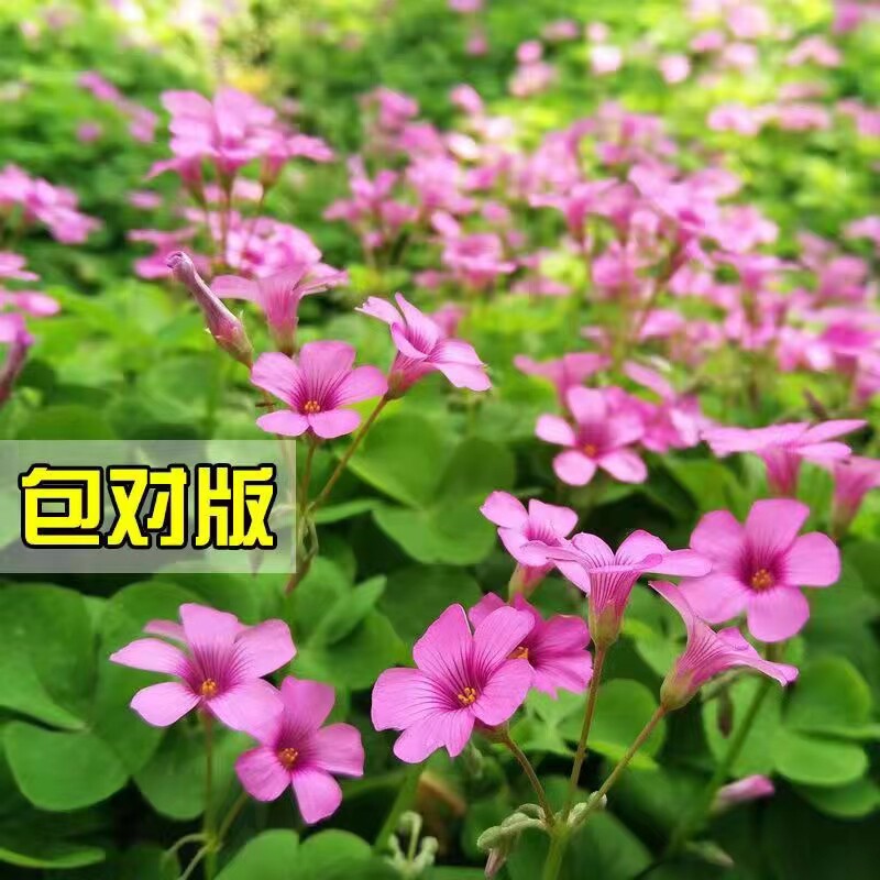 红花酢浆草种球鸢尾苗马兰花多年生盆栽地栽花苗庭院花卉植物耐寒