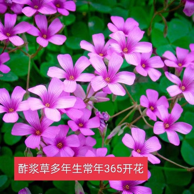 酢浆草种球蝴蝶花幸运三叶草炸酱草庭院四季开花室内室外易活