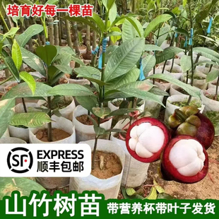 山竹树苗正宗无核山竹果苗南方北方种植四季庭院盆栽地栽当年结果