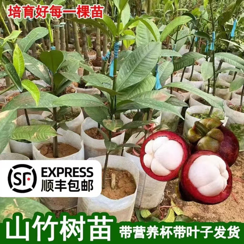 山竹树苗嫁接无核山竹庭院盆栽