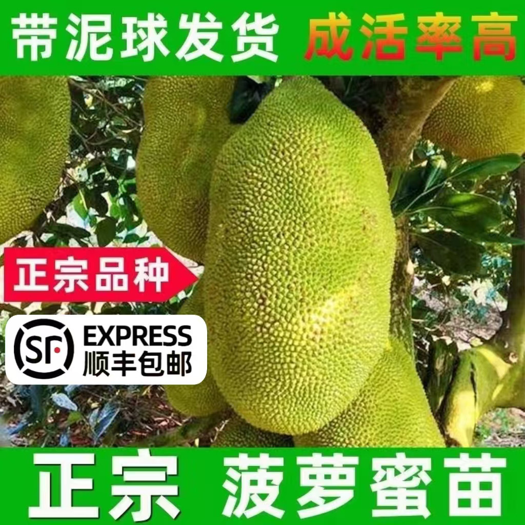 菠萝蜜树树苗嫁接泰国红肉干苞海南四季榴莲蜜木菠萝蜜果树苗庭院