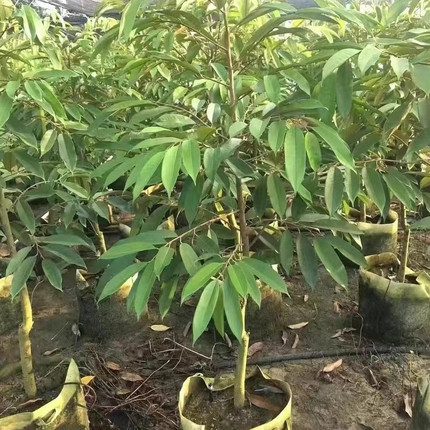 各种果树苗直播间一物一拍金枕榴莲果树苗猫山王黑刺榴莲苗南方种