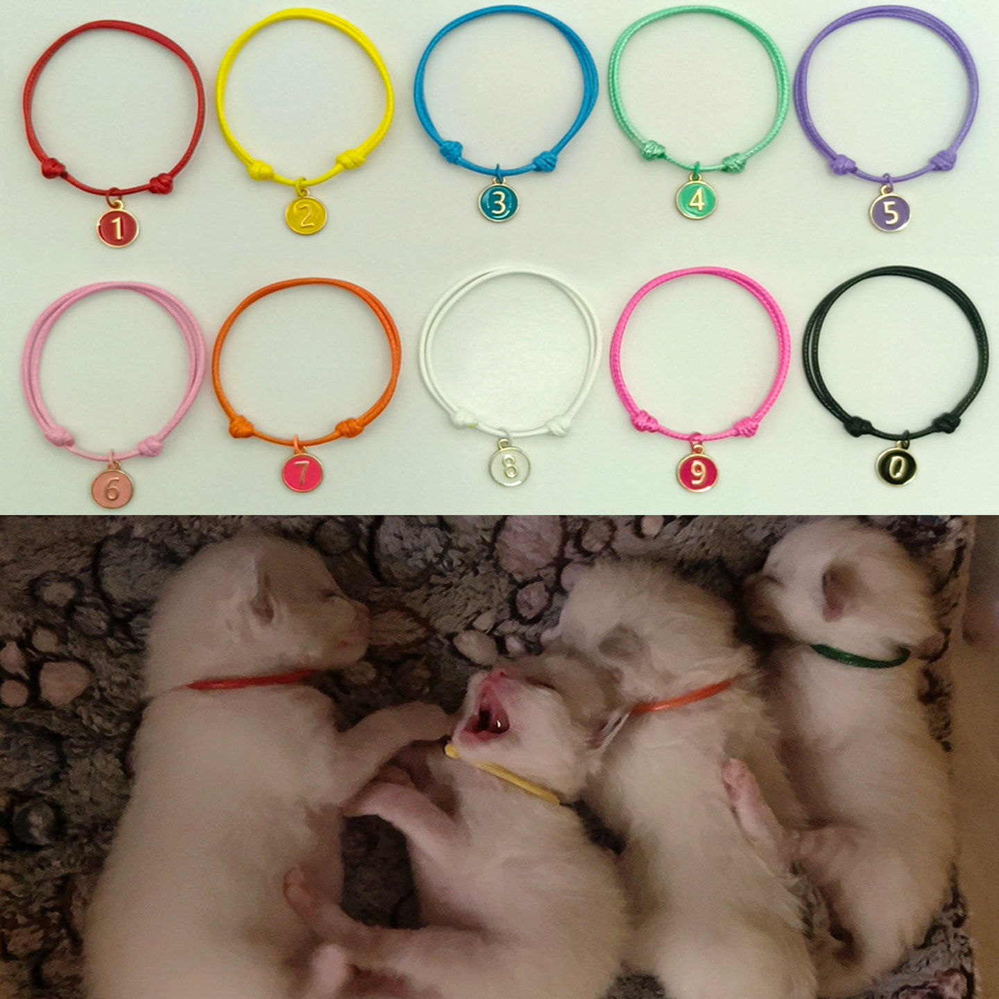 幼犬项圈宠物初生猫咪识别项圈记号绳狗狗装饰幼犬分类新生标记绳