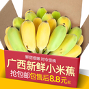 小香芭蕉苹果蕉9斤自然熟当季 包邮 正宗广西香蕉新鲜小米蕉水果