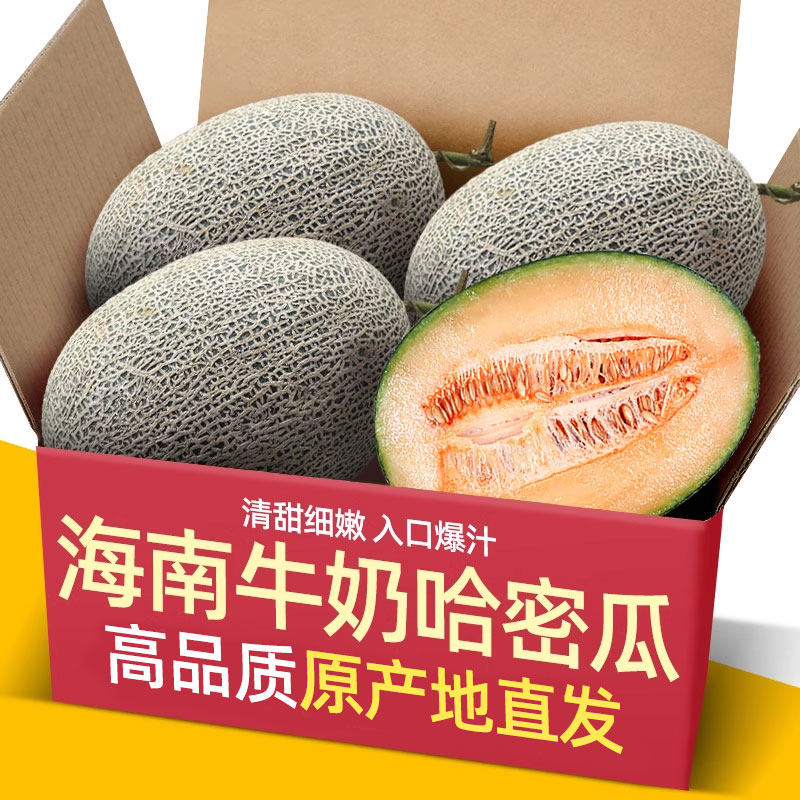 现摘海南东方牛奶小哈密瓜新鲜品种静冈蜜甜瓜网纹瓜农家水果