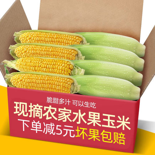 广东现摘大纯黄甜玉米9斤