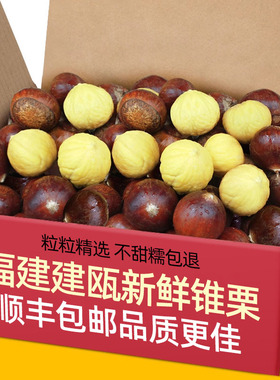 正宗福建建瓯锥栗5斤大果新鲜栗子小毛栗生油栗现摘板栗锥型圆栗