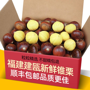 正宗福建建瓯锥栗5斤大果新鲜栗子小毛栗生油栗现摘板栗锥型圆栗