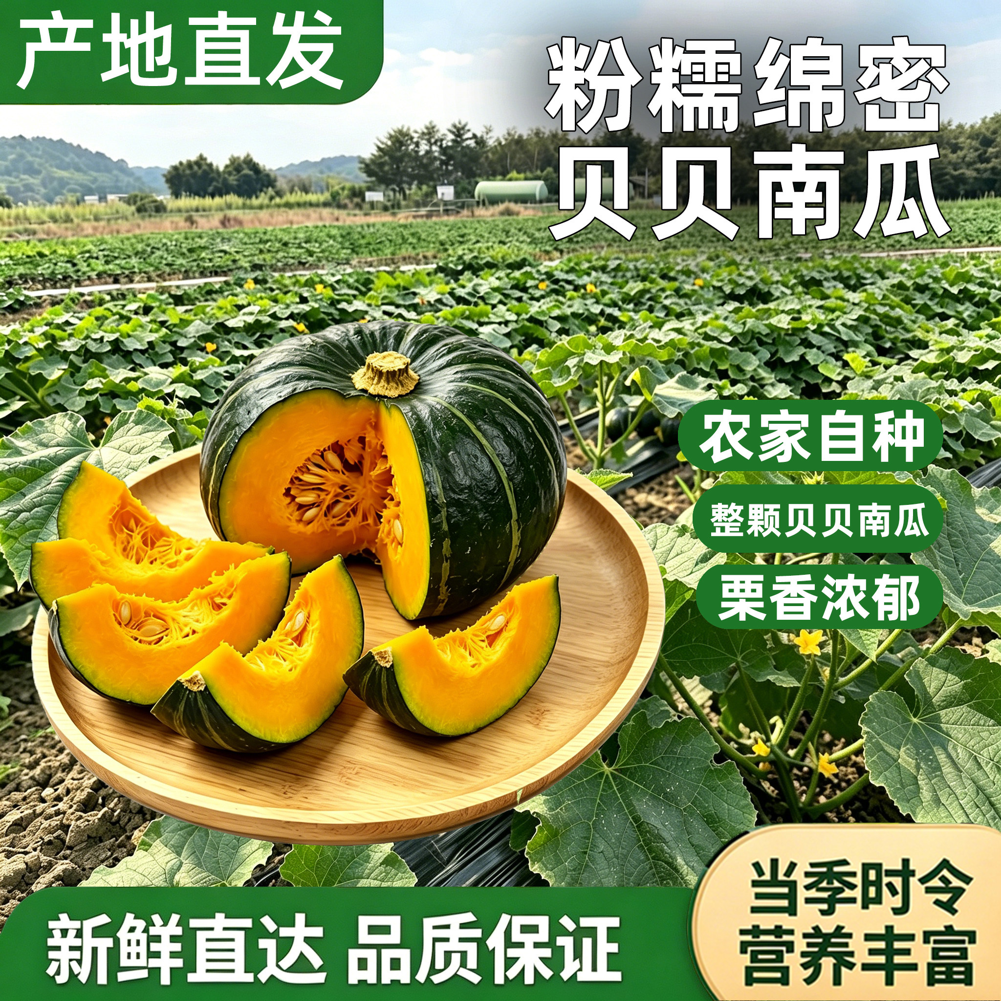 正宗寿光贝贝小南瓜新鲜5斤板栗味南瓜栗面日本老瓜婴儿孕妇粉糯9