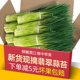 云南新鲜现摘蒜苔5斤农家自种蒜毫应季 蔬菜青菜蒜苗蒜薹整箱河