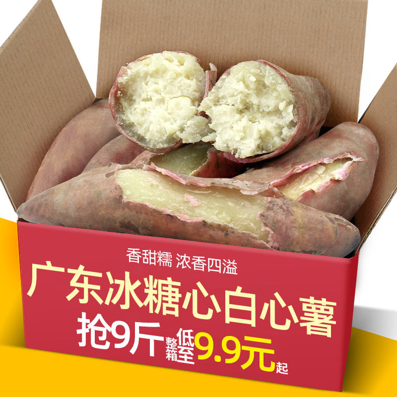 广东海边冰糖心白心薯9斤面包王爆皮王红薯新鲜香甜农家干面地瓜