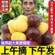 新下树 正宗新鲜生现摘丹东板栗5斤栗子锥去毛球油栗仁蔬罗田