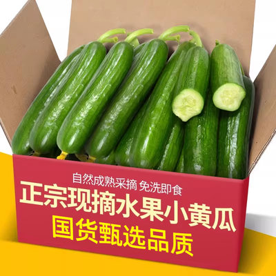 荷兰黄瓜新鲜小黄瓜5斤