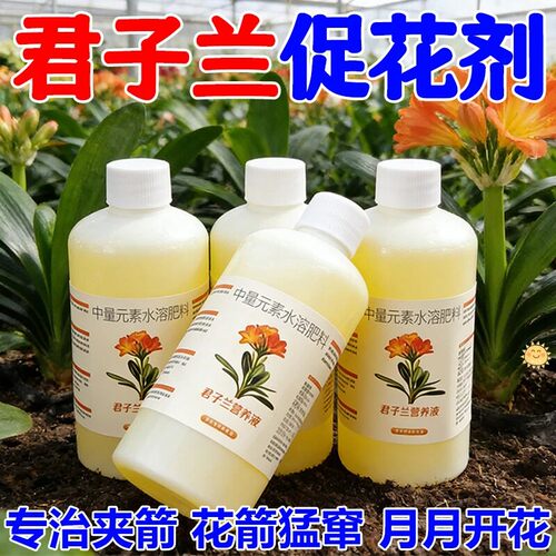 君子兰营养液促箭根保绿通用
