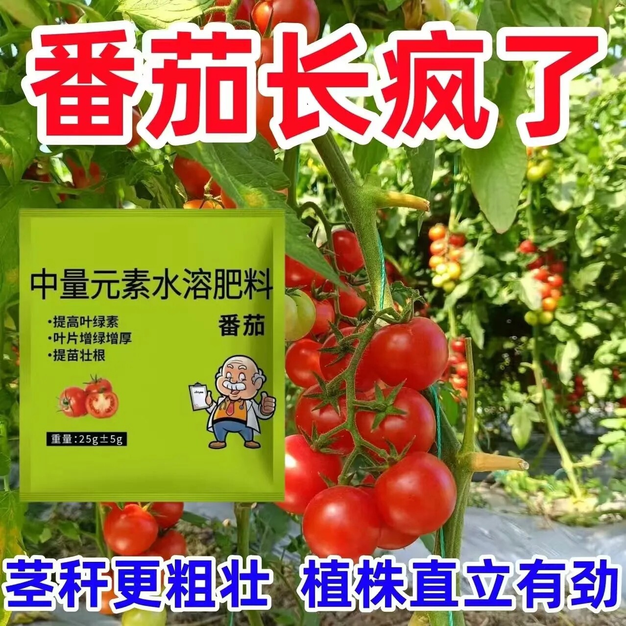 圣女果小番茄专用有机水溶肥料膨果增甜着色促生长西红柿专用肥