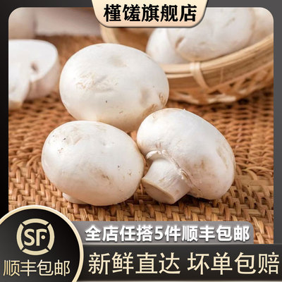 槿馐 口蘑250g 新鲜白蘑菇口菇双孢菇煲汤蔬菜食用菌菇5件包邮