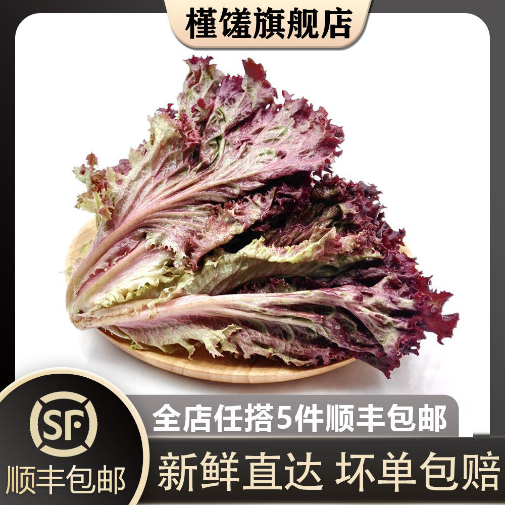 【槿馐】红叶生菜500g罗莎红生菜新鲜蔬菜沙拉食材紫叶色拉菜
