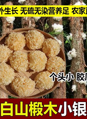 东北椴木小银耳干货特级无硫无添加银耳羹雪耳深山半野生银耳出胶