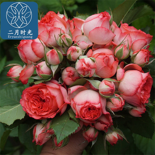 新品欧月珊瑚宝石尤物月季花苗多头四季开花植物庭院阳台绿植盆栽