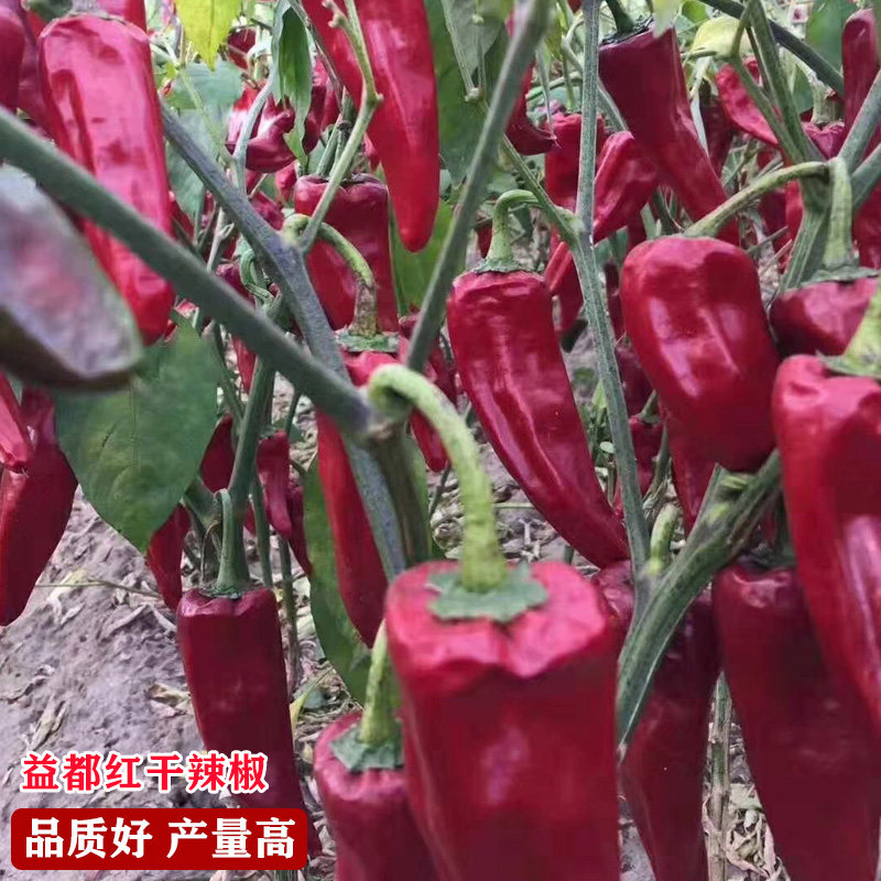 益都红辣椒种子北京红辣椒红干椒香辣超辣春季秋季四季高产盆栽