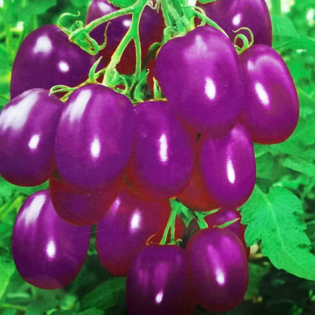 樱桃番茄种子香甜水果小番茄西红柿阳台盆栽四季播种水果蔬菜种孑