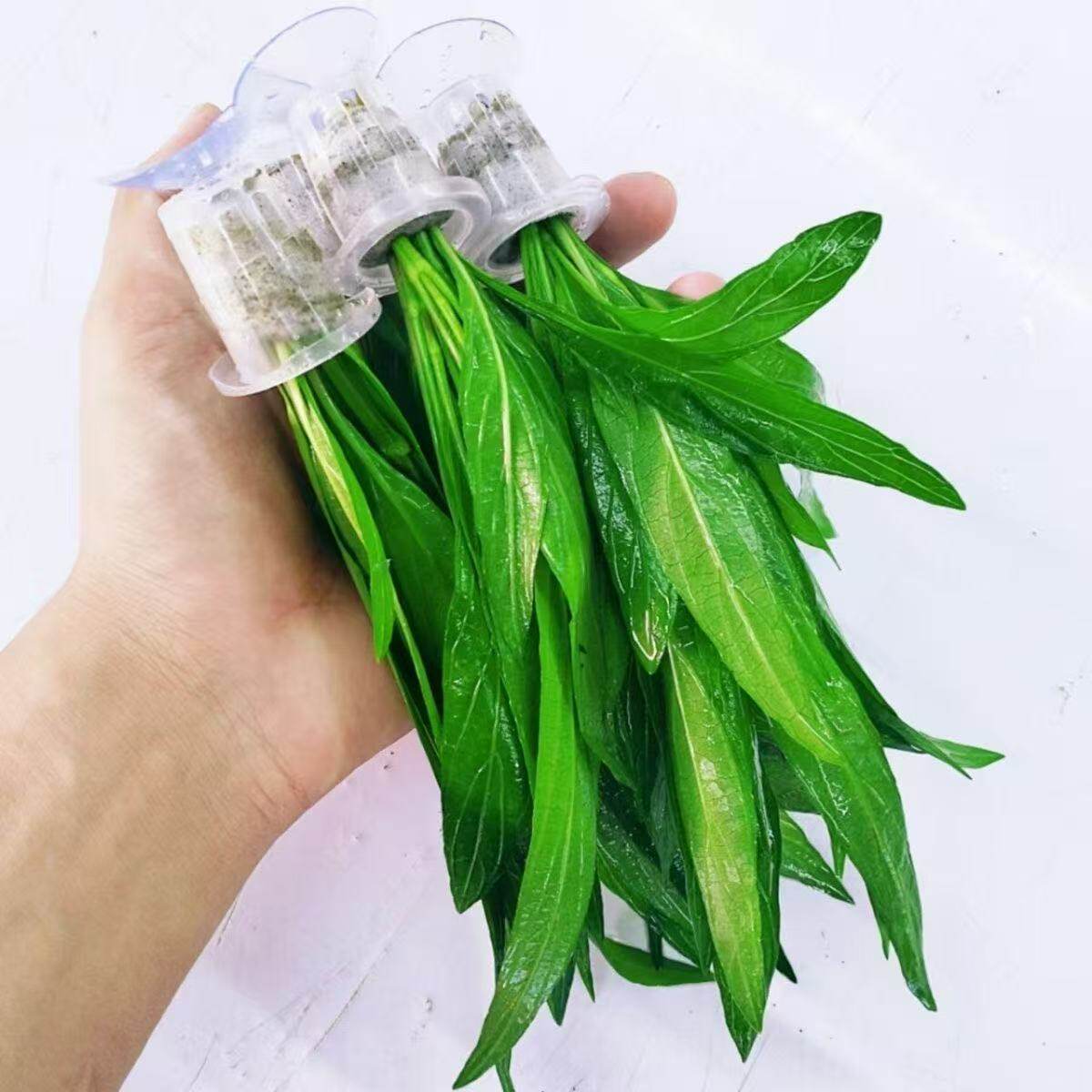 鱼缸迷你皇冠水草九冠植物真草后景阴性增氧净化水质新手懒人造景