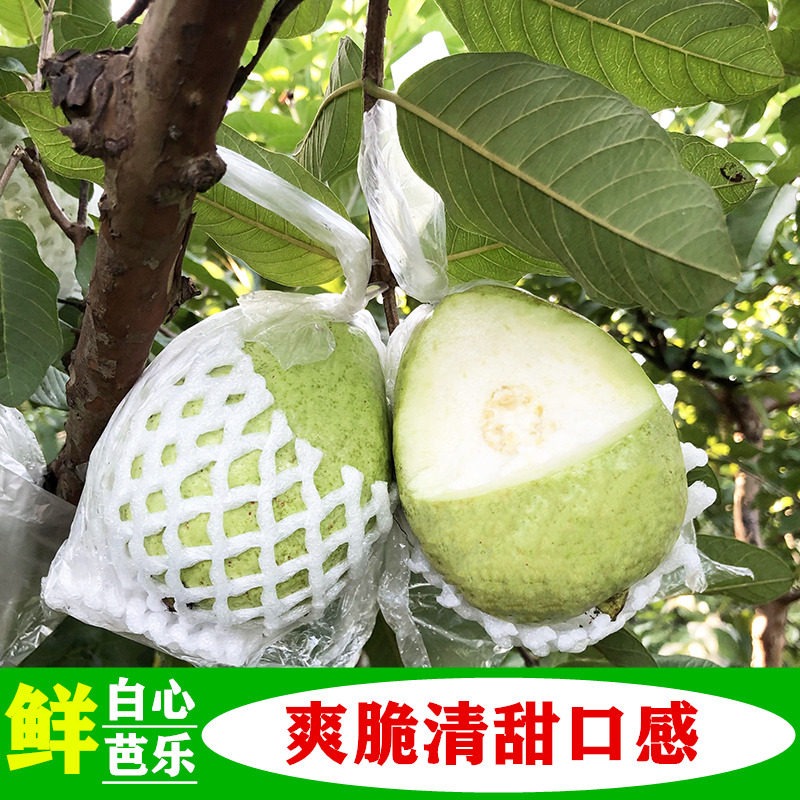 2026现摘广西特产新鲜芭乐白心番石榴水果时令潘石榴当季 清脆甜