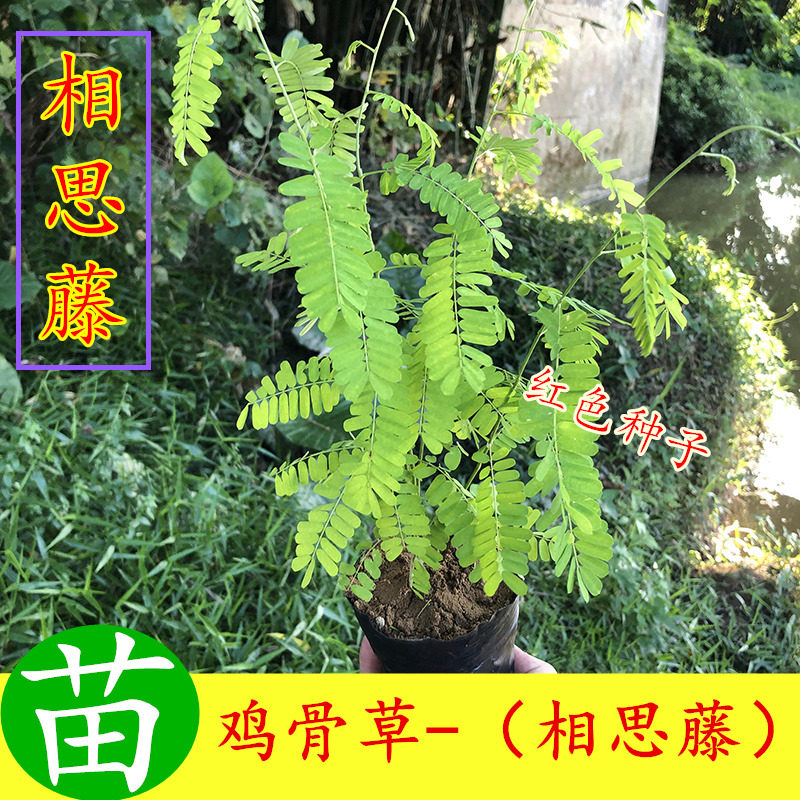 红色种子相思藤 广西绿植盆栽鸡骨草苗正宗中草药药材苗 口感清甜