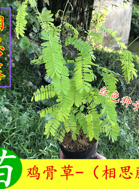 红色种子相思藤 广西绿植盆栽鸡骨草苗正宗中草药药材苗 口感清甜