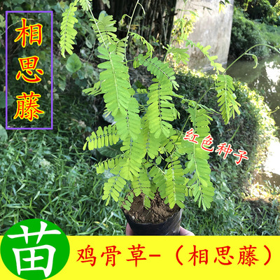 相思藤鸡骨草甜中药材苗绿植菜苗