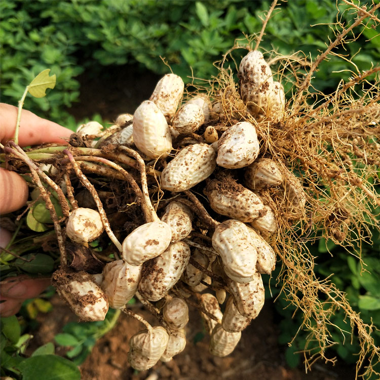 2021年新晒干花生小粒农家自种粉皮鲜花生带壳小个花生5斤