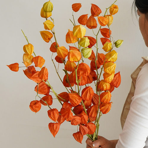 浆果灯笼果天然干果干花花束