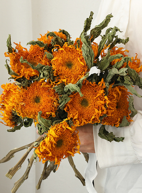 泰迪向日葵干花花束客厅摆设插花干枝天然风干花永生花装饰摆件