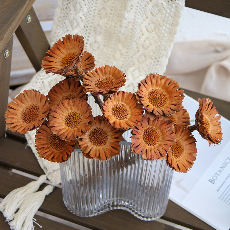 南非进口太阳花植物装饰