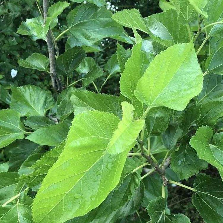 桑叶新鲜蚕宝宝饲料蚕桑大小蚕嫩桑叶桑树叶大现摘榆树叶蚕叶包邮