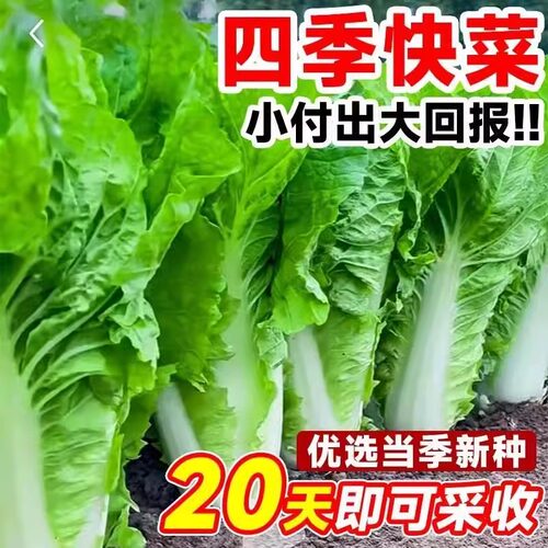 奶油快菜种子20天早熟耐热耐高温四季速生高产小白菜种子蔬菜种子