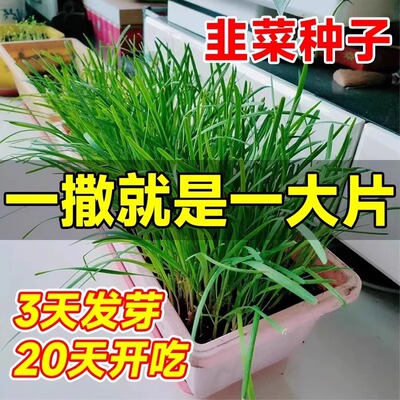 四季韭菜种子宽叶大小叶紫根韭菜种子割茬多次收割蔬菜籽阳台盆栽