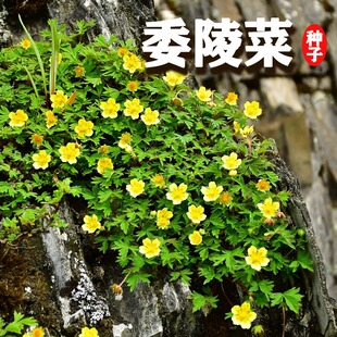 委陵菜种籽白头翁种子蛤蟆草种庭院多年生景观地被耐寒盆栽花种籽