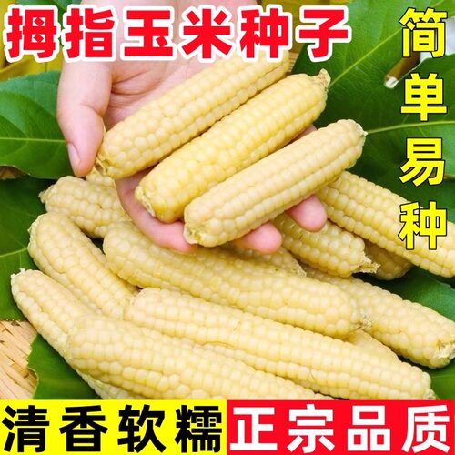 香糯拇指玉米种云南拇指玉米种籽子孑牛奶手指种子甜糯草莓玉米
