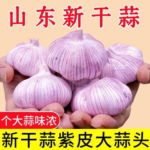 山东新紫干蒜5斤大蒜头农家新大蒜头干蒜5斤紫白皮大蒜当季蔬菜发