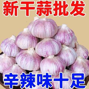今年新干蒜头农家大蒜头新鲜干大蒜头蒜种紫白皮当季蔬菜做腊八蒜