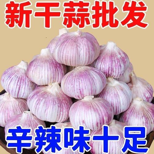 今年新干蒜头农家大蒜头新鲜干大蒜头蒜种紫白皮当季蔬菜做腊八蒜